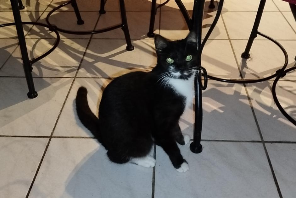 Alerte Disparition Chat  Femelle , 1 ans Bram France