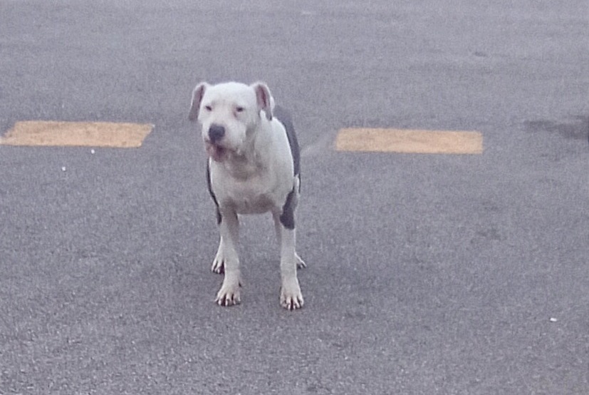 Alerte Découverte Chien  Inconnu Luc-sur-Orbieu France