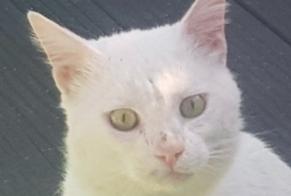 Alerte Disparition Chat  Mâle , 5 ans Aubagne France