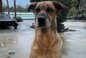 Alerte Découverte Chien croisement Femelle Longèves France