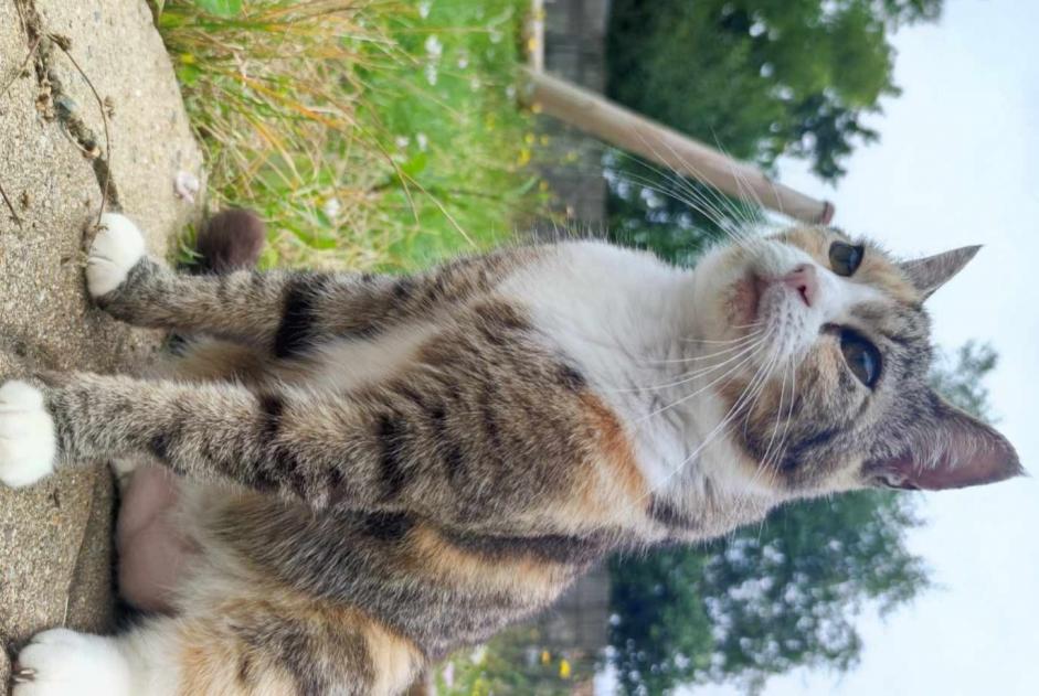 Alerte Disparition Chat Femelle , 10 ans L'Hermenault France