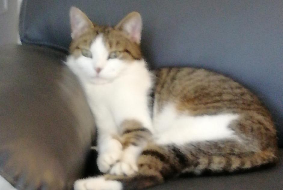 Alerte Disparition Chat Femelle , 9 ans Chartres France