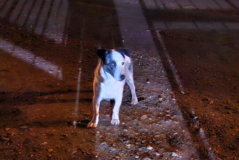 Alerte Découverte Chien  Mâle Boissay France