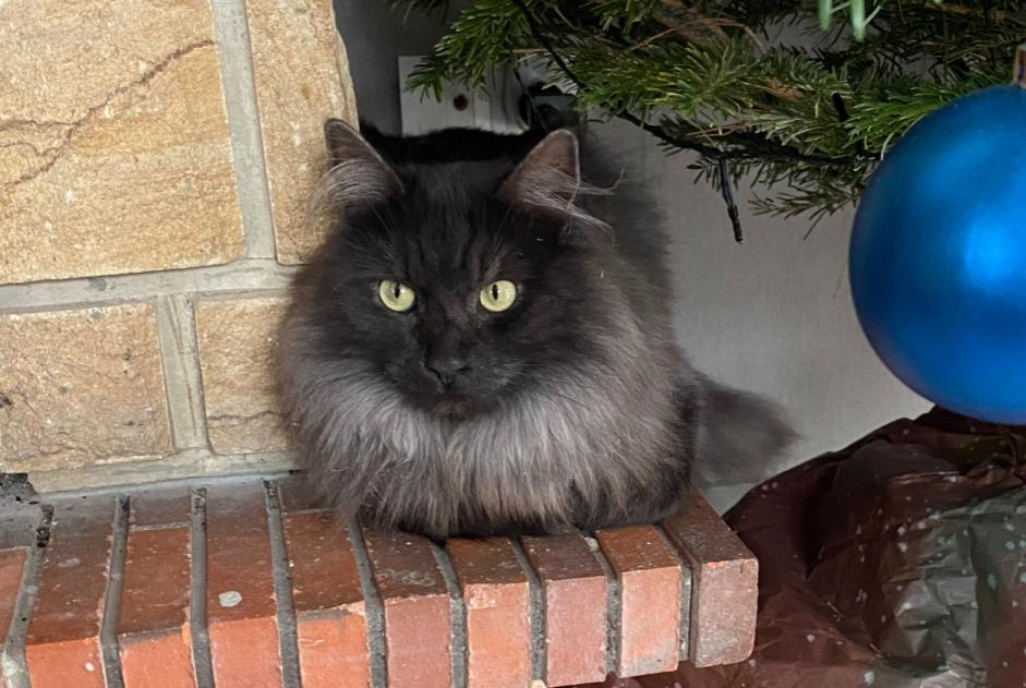 Alerte Disparition Chat Mâle , 2 ans Fresse-sur-Moselle France