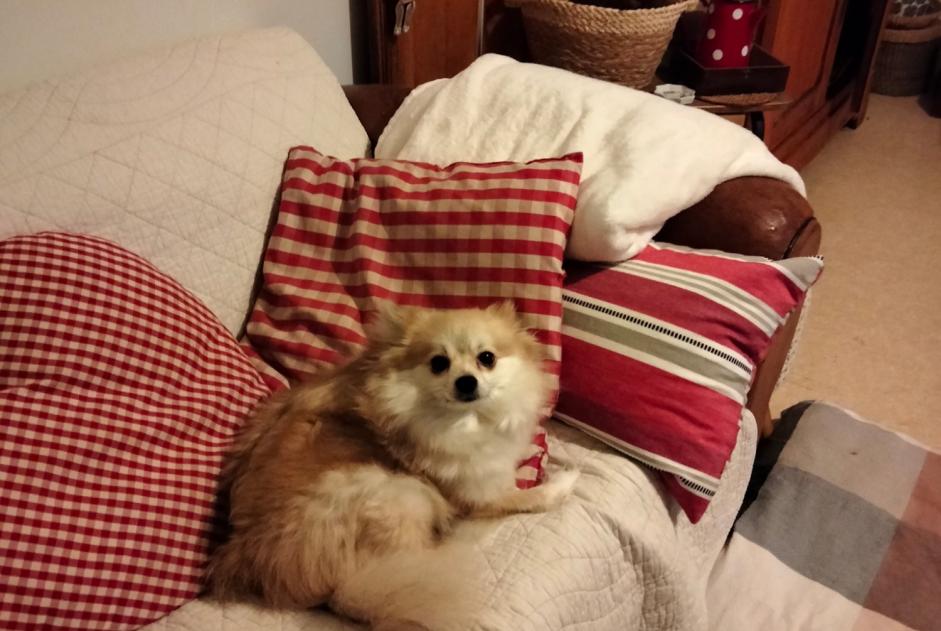 Alerte Disparition Chien  Femelle , 9 ans Aubigny-Les Clouzeaux France