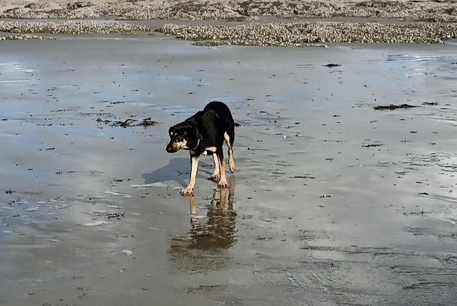 Alerte Disparition Chien croisement Mâle , 4 ans La Bazouge-de-Chéméré France