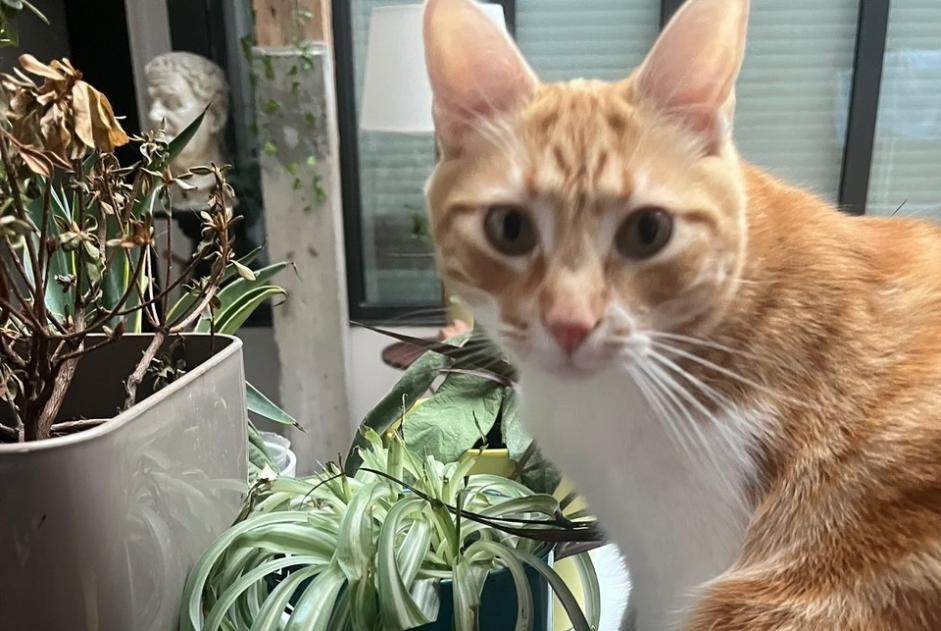 Alerte Disparition Chat Mâle , 3 ans Paris France