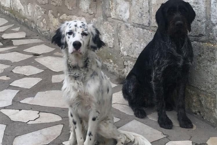 Alerte Disparition Chien  Femelle , 8 ans Huismes France