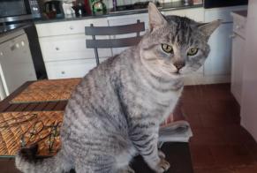 Alerte Disparition Chat Mâle , 1 ans Gimont France