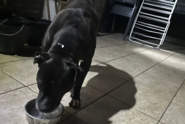 Alerte Découverte Chien  Femelle Bavay France