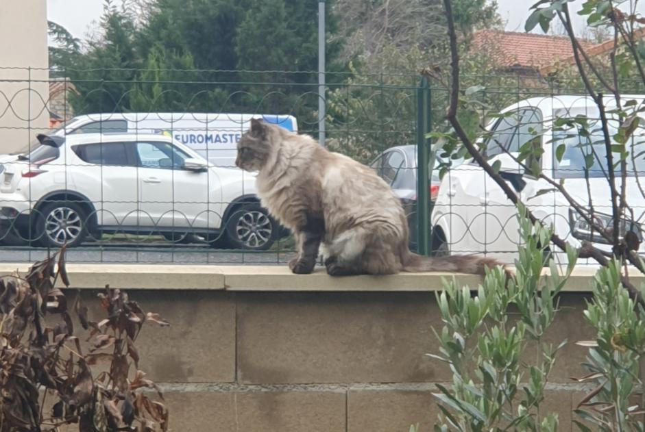 Alerte Disparition Chat croisement Mâle , 3 ans Millau France