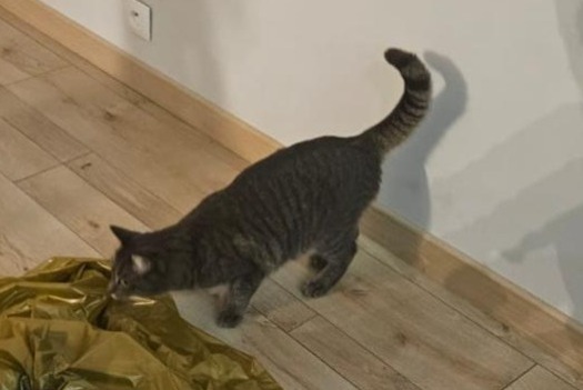 Alerte Disparition Chat croisement Femelle , 3 ans Le Bouscat France