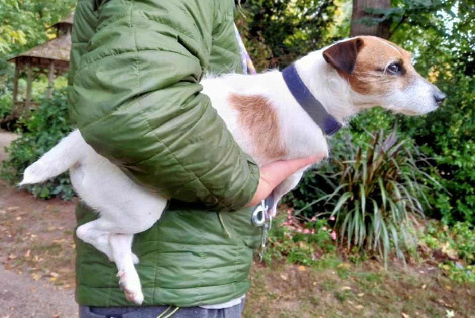 Alerte Disparition Chien  Femelle , 12 ans Perles-et-Castelet France