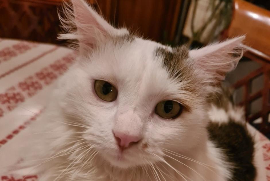 Alerte Disparition Chat Mâle , 3 ans Épinal France