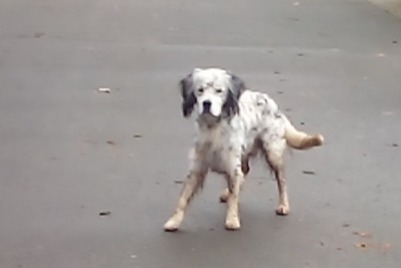 Alerte Découverte Chien  Mâle Castets et Castillon France