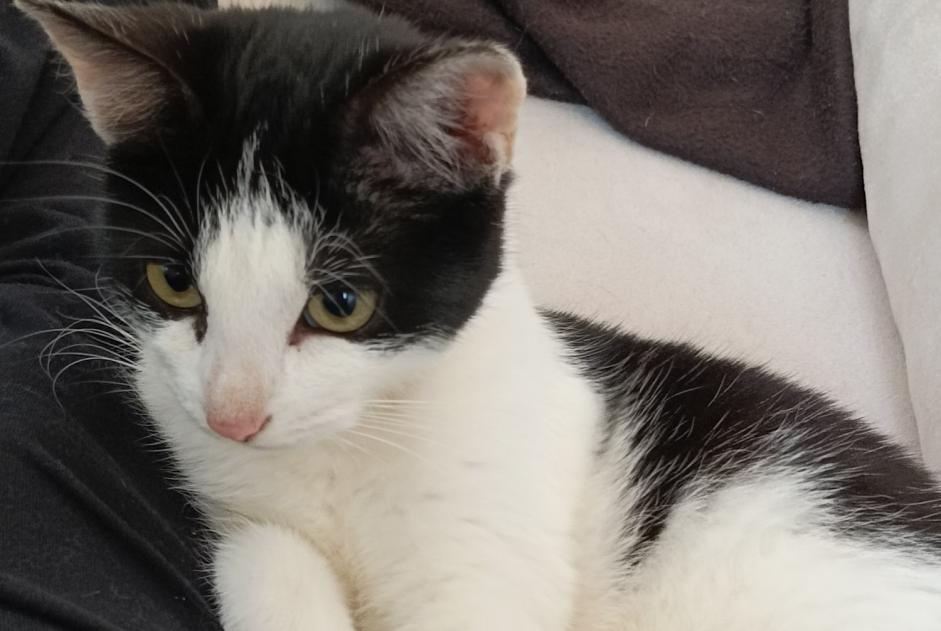 Alerte Disparition Chat  Femelle , 1 ans Niort France