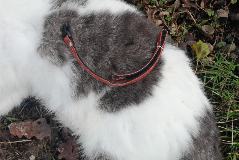 Alerte Découverte Chat croisement Inconnu Bédée France