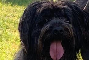 Alerte Disparition Chien  Femelle , 13 ans Saint-Prouant France