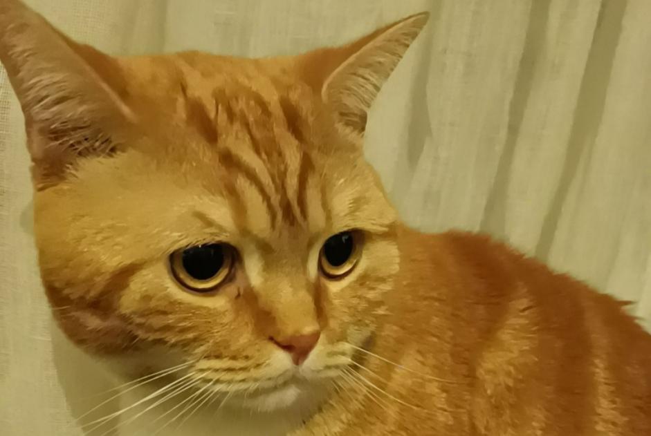 Alerte Disparition Chat croisement Mâle , 3 ans Nice France