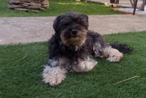 Alerte Disparition Chien croisement Mâle , 14 ans Perpignan France