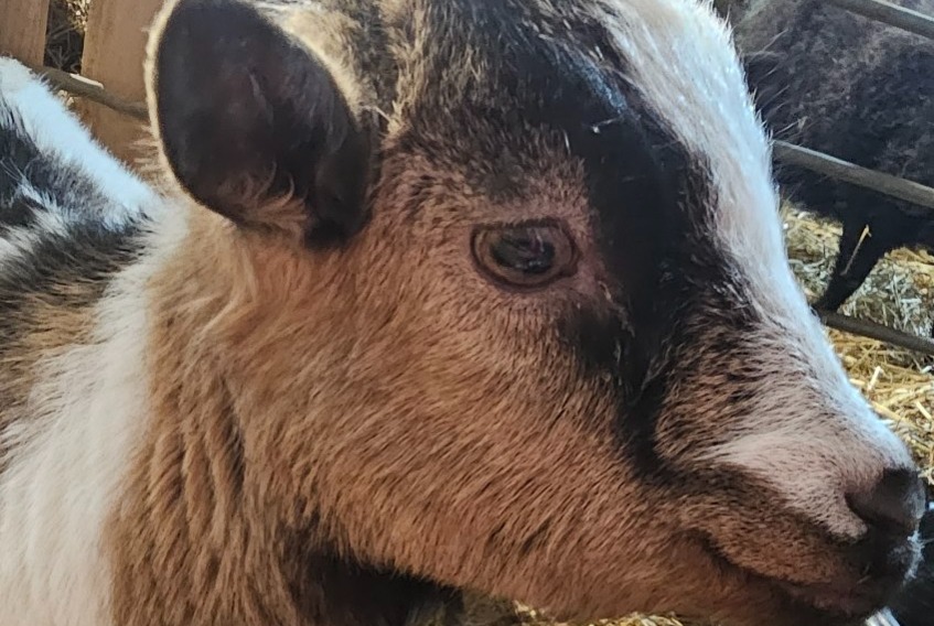 Alerte Disparition Chèvre Mâle , 2025 ans Camarès France