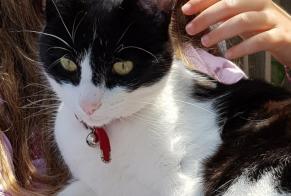 Alerte Disparition Chat Mâle , 9 ans Isle France