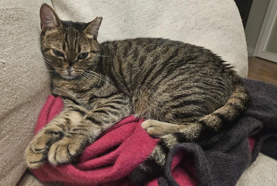 Alerte Disparition Chat Mâle , 5 ans Wancourt France