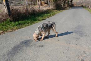 Alerte Découverte Chien  Mâle Roquecourbe France