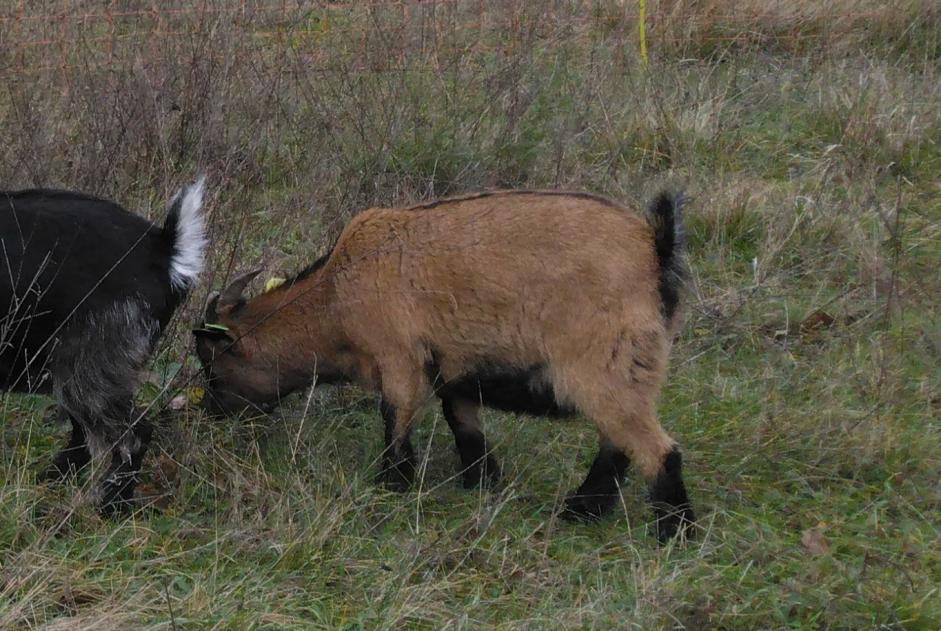 Alerte Disparition Chèvre Femelle , 2025 ans Crain France