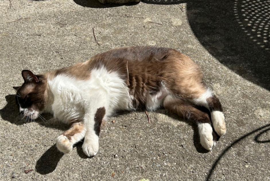 Alerte Disparition Chat croisement Mâle , 11 ans Montgeard France