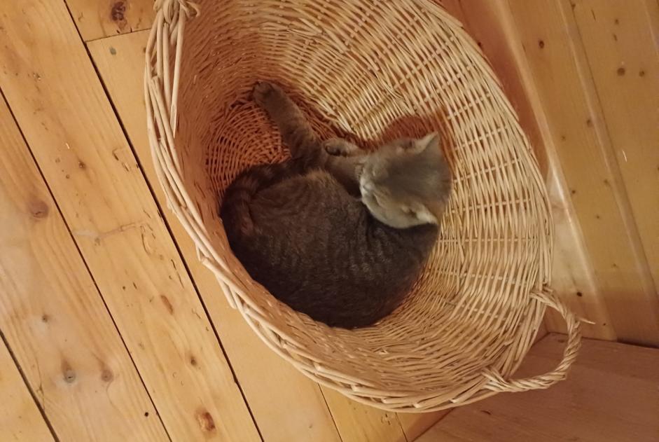 Alerte Disparition Chat  Femelle , 3 ans Challex France