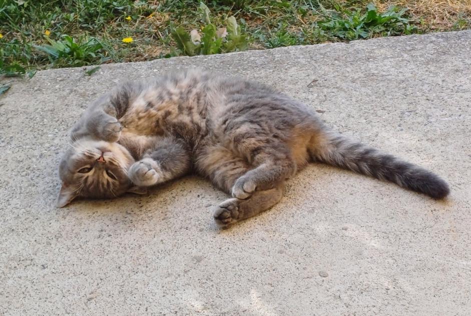 Alerte Disparition Chat  Femelle , 3 ans Challex France