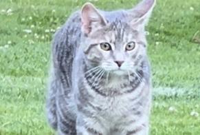 Alerte Disparition Chat Femelle , 1 ans Savigny Suisse