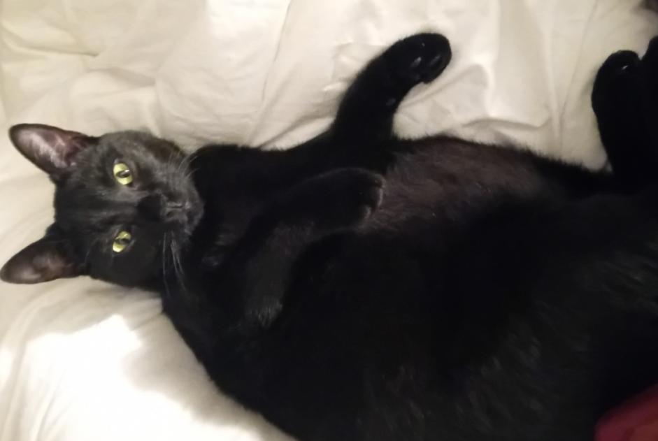 Alerte Disparition Chat  Mâle , 3 ans Nîmes France