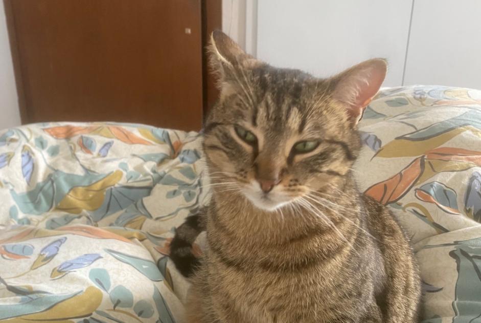 Alerte Disparition Chat Femelle , 2 ans Begnins Suisse