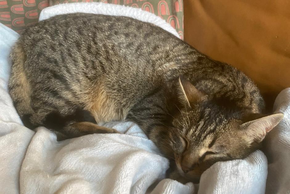 Alerte Disparition Chat Femelle , 2 ans Begnins Suisse