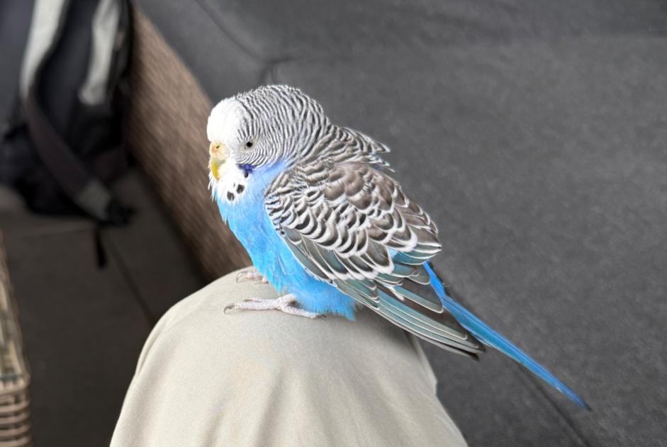 Alerte Découverte Oiseau Inconnu Morlon Suisse