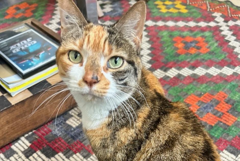 Alerte Disparition Chat Femelle , 9 ans Paris France