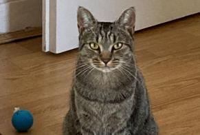 Alerte Disparition Chat croisement Femelle , 3 ans Orléans France