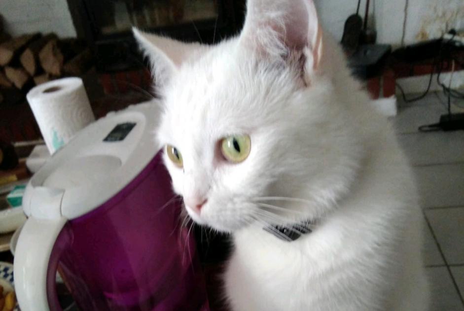 Alerte Disparition Chat Femelle , 7 ans Bellegarde-en-Marche France