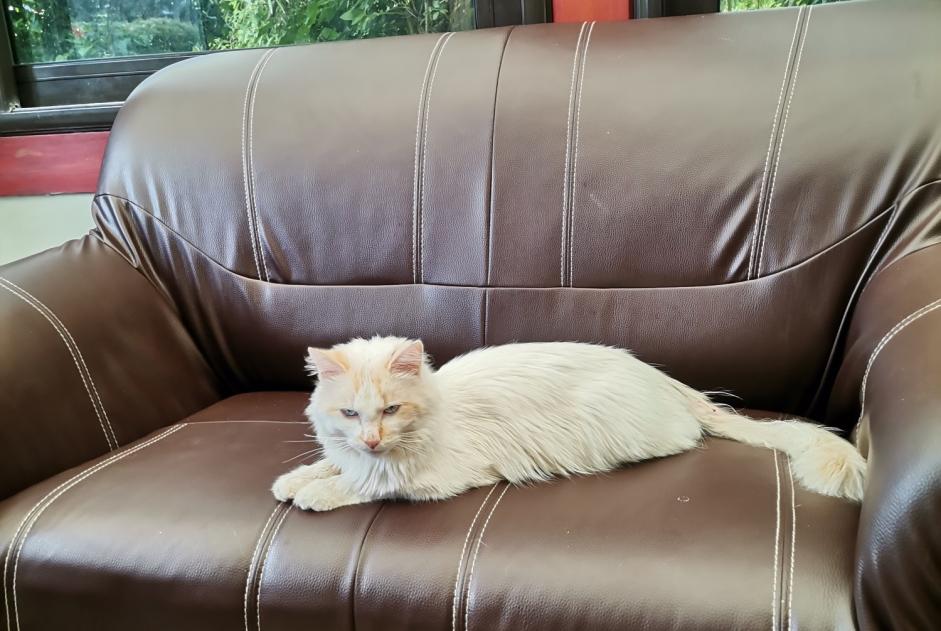 Alerte Découverte Chat Mâle Le Bignon France