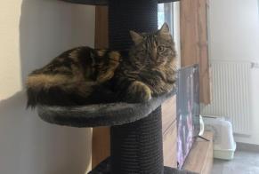 Alerte Disparition Chat croisement Femelle , 1 ans Bourgoin-Jallieu France