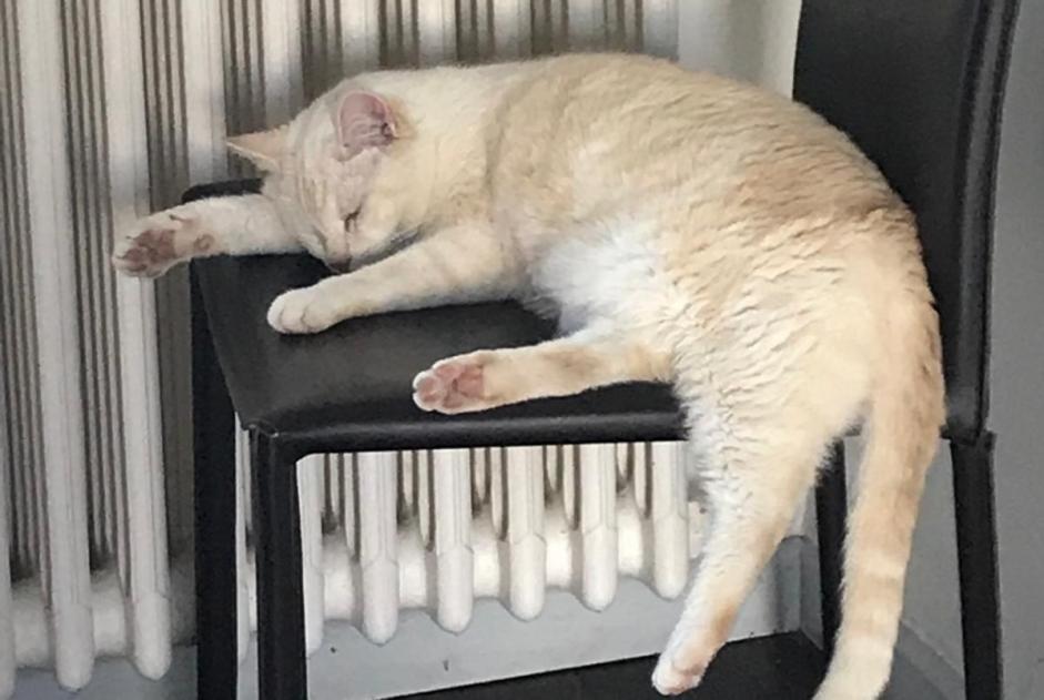 Alerte Disparition Chat Mâle , 10 ans Soyaux France