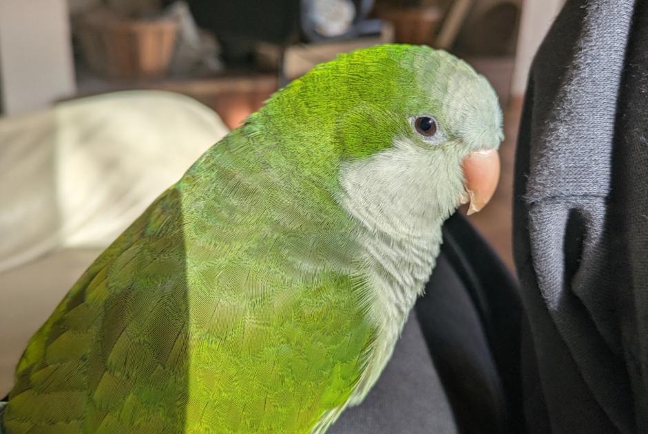 Alerte Disparition Oiseau Mâle , 2025 ans Moissac France