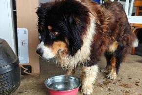Alerte Découverte Chien croisement Femelle Landudec France