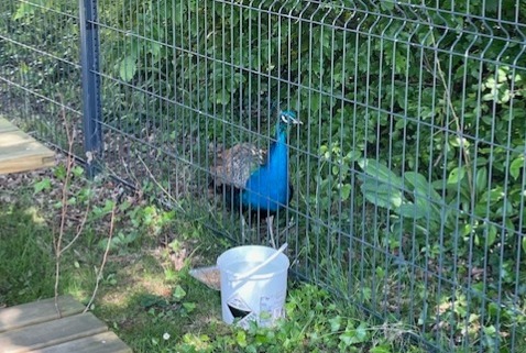 Alerte Découverte Oiseau Mâle La Roche-sur-Yon France
