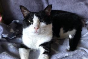 Alerte Disparition Chat  Mâle , 6 ans Martigny Suisse
