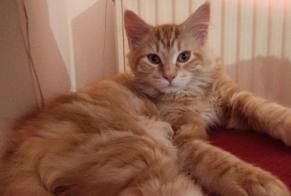 Alerte Disparition Chat croisement Mâle , 1 ans Villeurbanne France