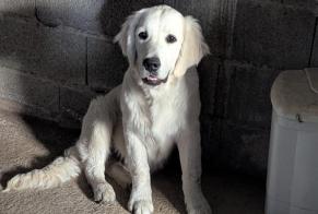 Alerte Découverte Chien  Mâle Saint-Mars-la-Réorthe France