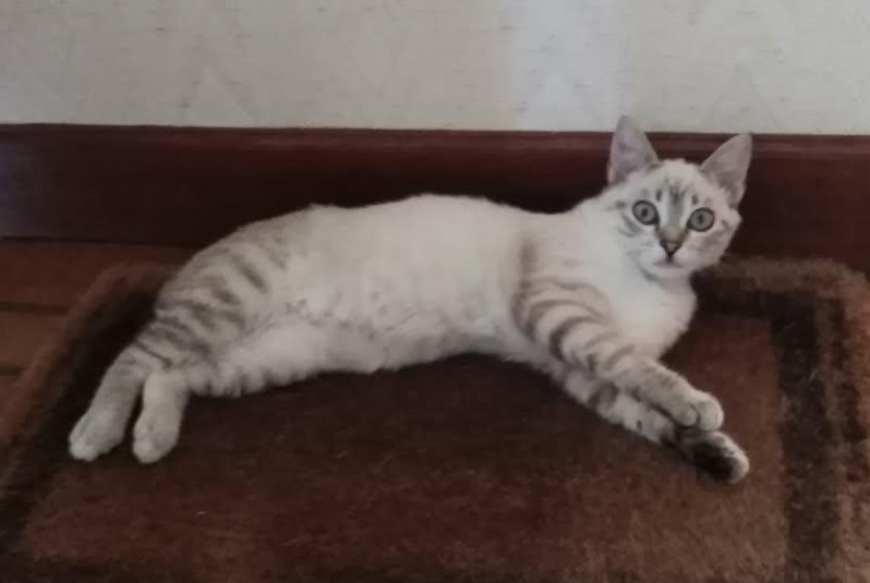 Alerte Disparition Chat croisement Femelle , 1 ans Fontet France